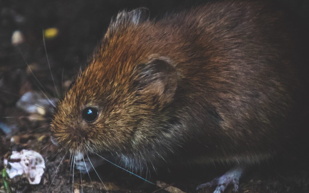 No. 81: Choose non-toxic and eco-friendly materials for pest control