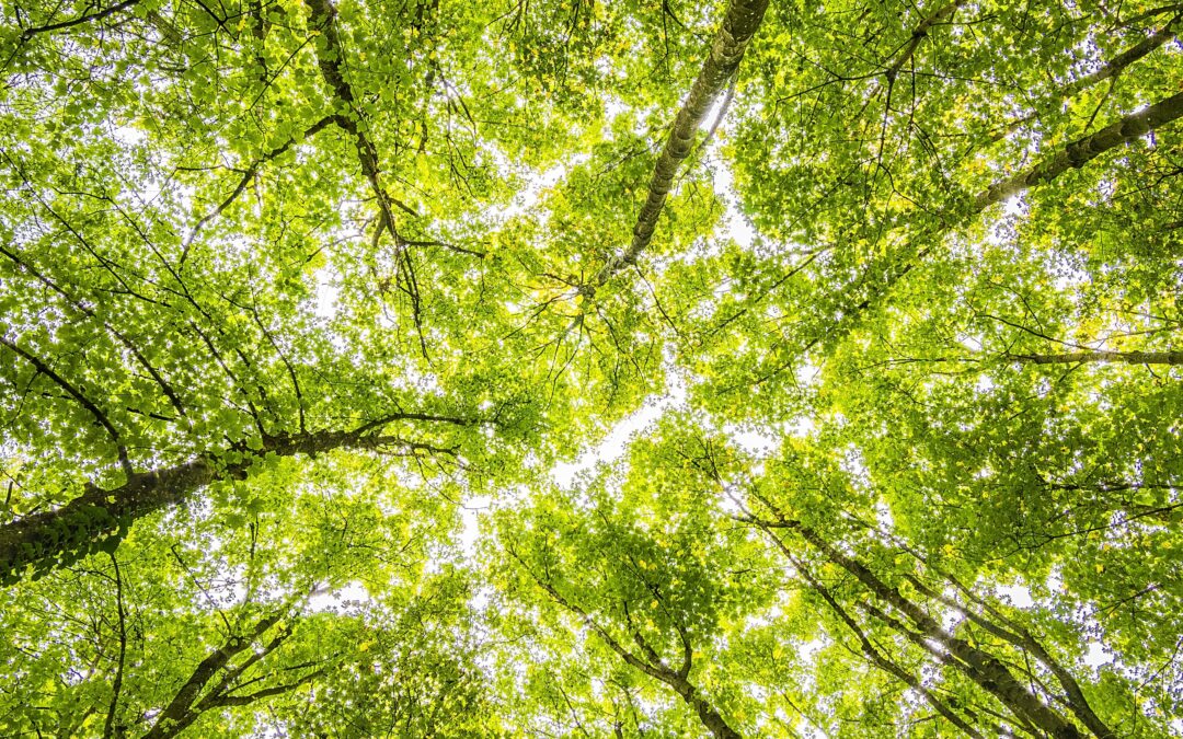 No. 66: Use tree watering bags