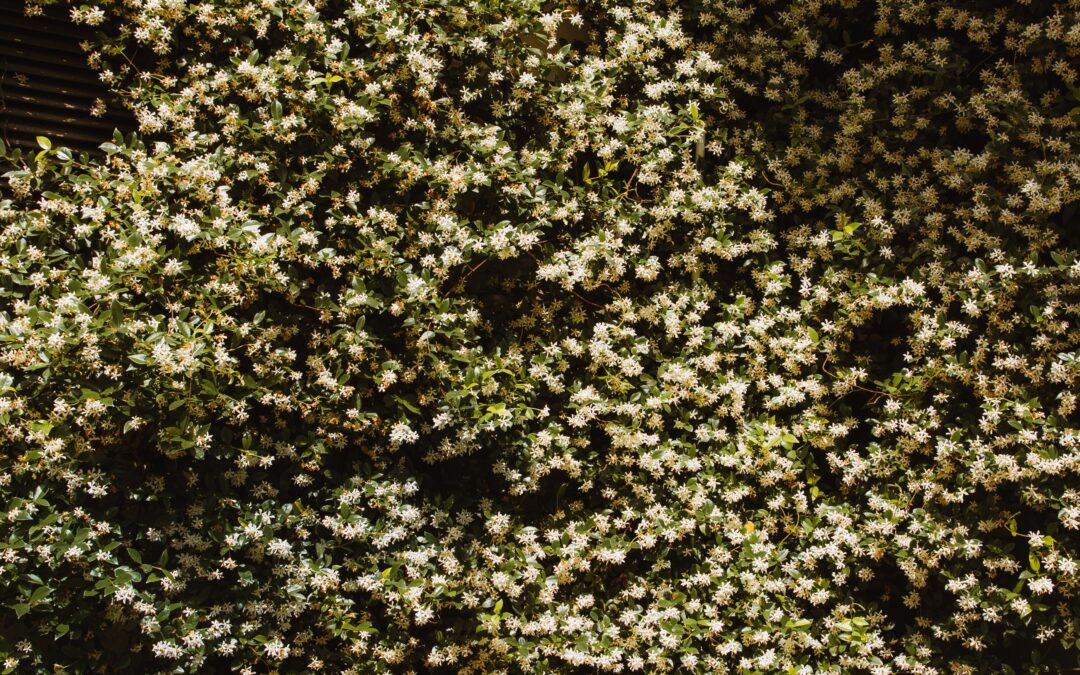 No. 78: Plant climbing plants on the exterior walls