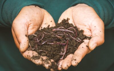 No. 51: Use natural fertilizers and compost in the school grounds